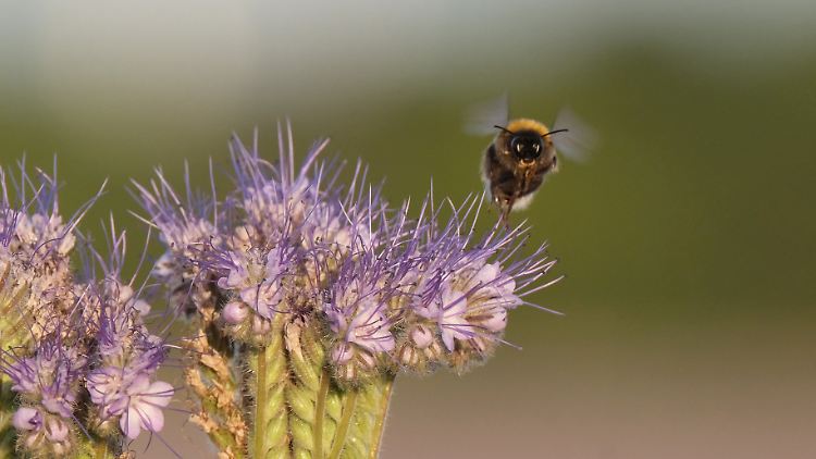 Hummeln und andere Insekten sollen es wieder schöner haben in Deutschland.