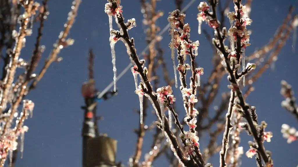 In-Werder-zeigten-die-Thermometer-in-der-Nacht-4-bis-5-Grad-Celsius-an