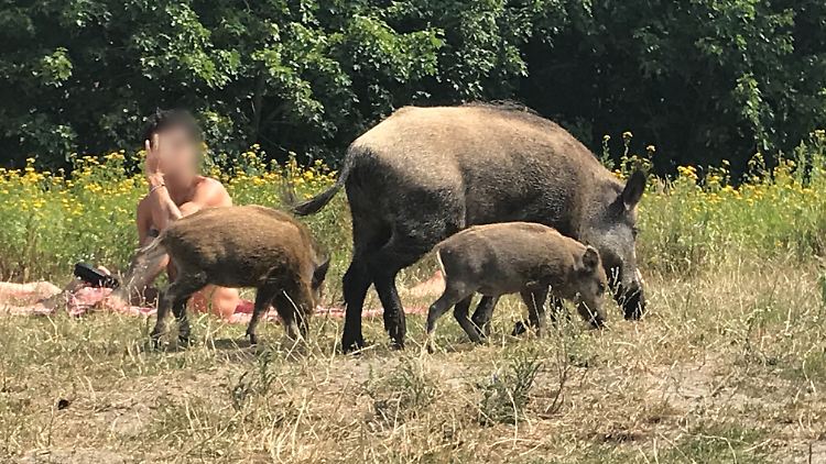 Wildschweine sind am Teufelssee häufiger zu sehen.