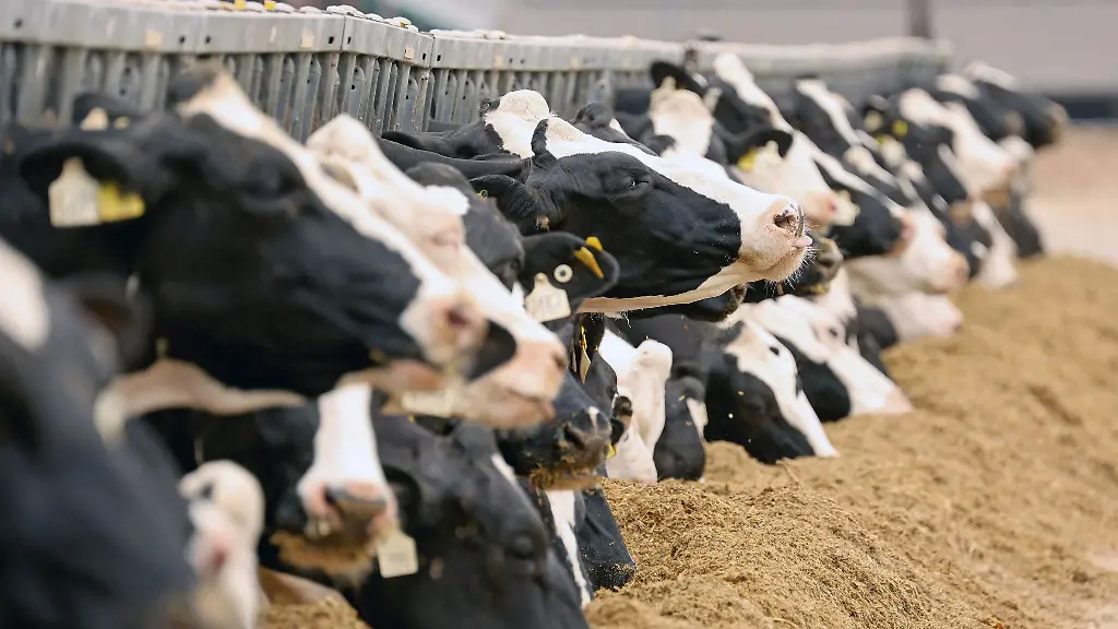 Ende-vergangenen-Jahres-gab-es-rund-93-000-Milchkuehe-in-Sachsen-Anhalt-Ein-Rueckgang-um-fast-25-Prozent-seit-2010