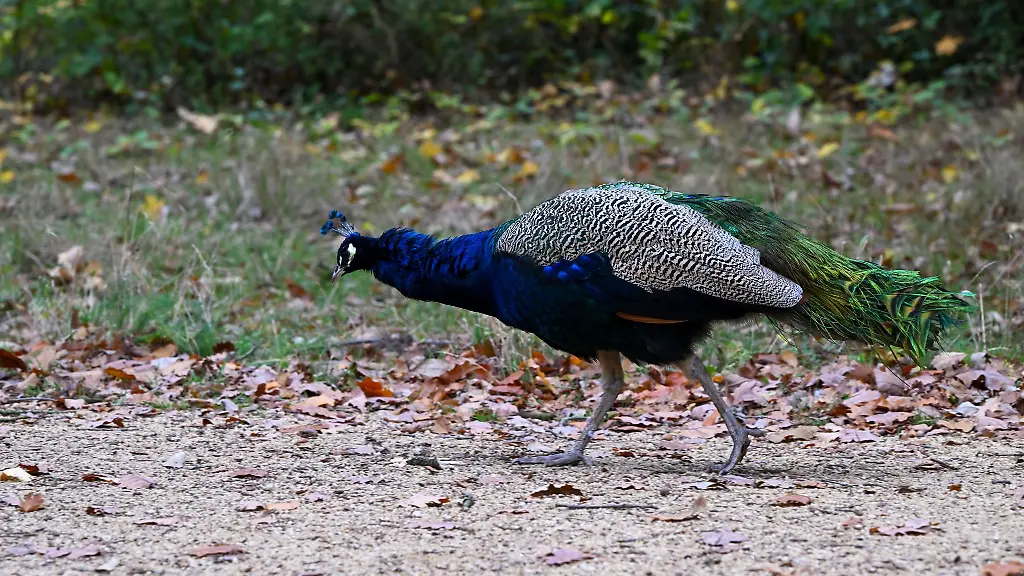 Auf-der-Pfaueninsel-leben-seit-1795-Pfauen-die-damals-von-dem-nahegelegenen-Gut-Sacrow-auf-die-Insel-gebracht-wurden-Archivbild