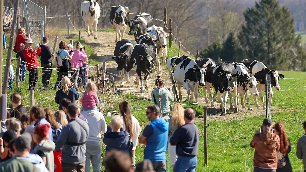 Der-Weideaustrieb-sorgt-vor-Ort-fuer-viel-Interesse
