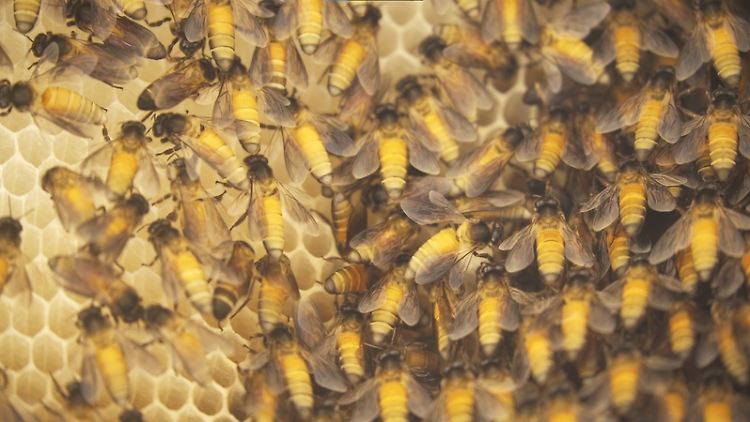 Die untersuchten Insekten: Riesenhonigbienen (Apis dorsata) in Bangalore.