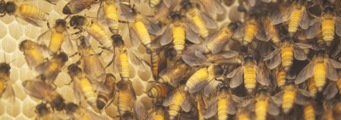 Bienen.jpg