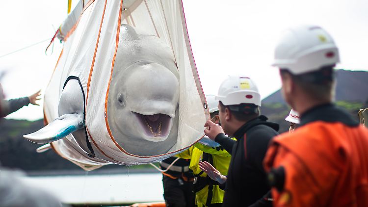 Sollen nicht wie "Free Willy" enden: Little White und Little Grey.