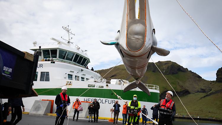 900 Kilogramm in der Luft: Little White scheint damit gut klarzukommen.