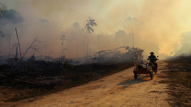 Verbrannte Waldflächen im brasilianischen Labrea, im Süden des Bundesstaates Amazonas.
