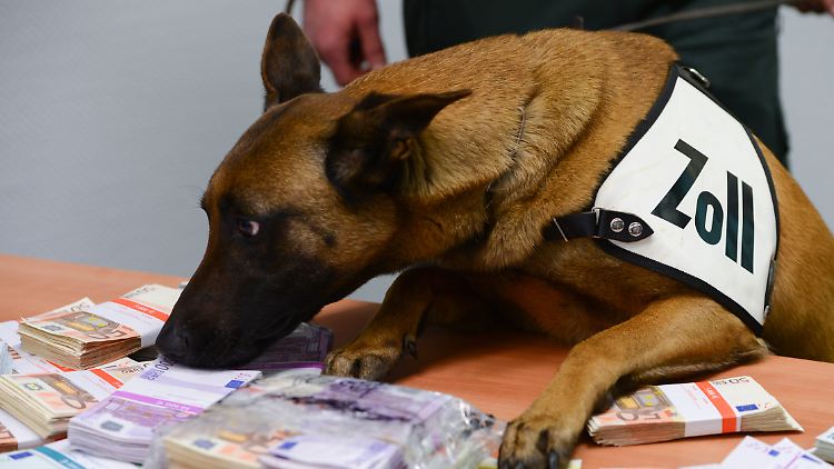 Spürhund Aki bei der Arbeit.