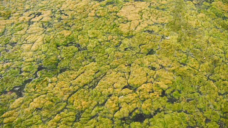 Die Cyanobakterien können sich rasant vermehren und Algenteppiche im Wasser bilden.