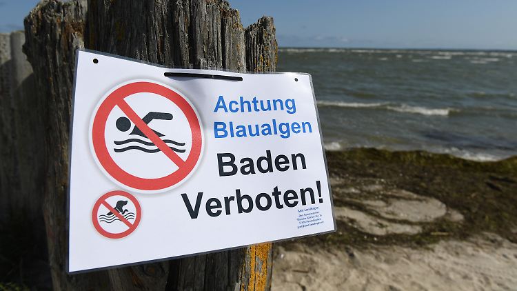 Am Bodden bei Wampen an der Ostseeküste ist das Baden bereits verboten, weil sich dort Blaualgen gebildet haben.