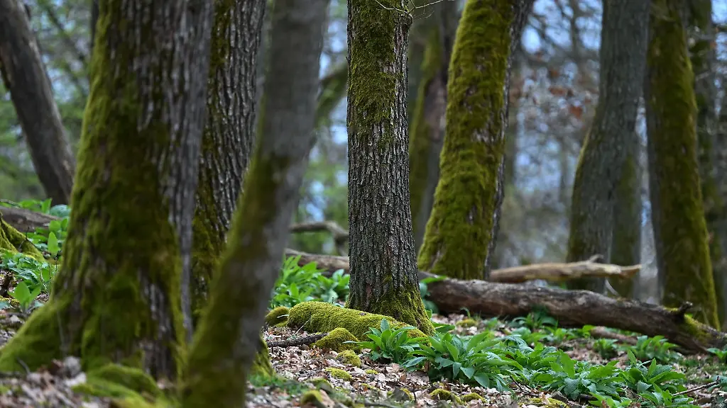 Naturschuetzer-machen-sich-angesichts-der-Fruehlingstrockenheit-noch-keine-neuen-Sorgen-um-Hessens-Wald-Aber-insgesamt-bleibt-er-von-frueheren-Duerrephasen-geschwaecht