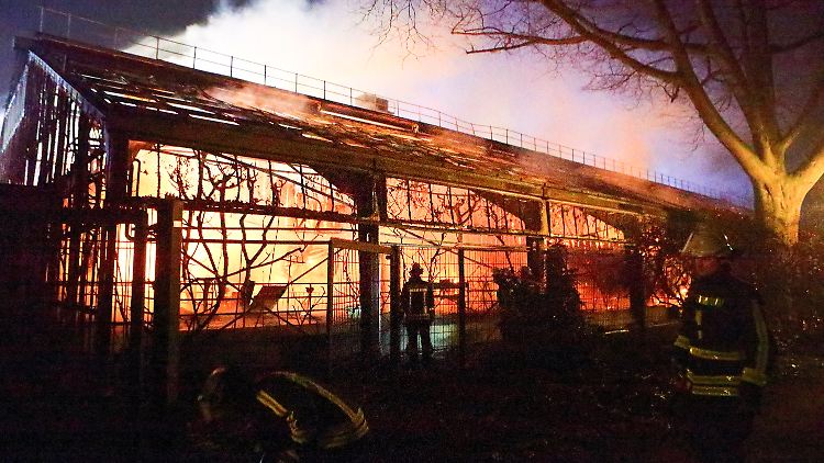 Nach dem Feuer in der Neujahrsnacht blieb vom Affenhaus des Krefelder Zoos nur noch eine Ruine, die abgerissen werden musste.