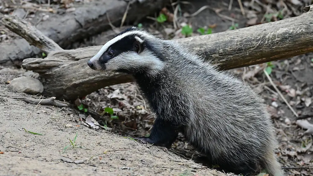 Schluss-mit-Zugverkehr-Ein-Dachs-hat-es-sich-am-Bahndamm-gemuetlich-gemacht