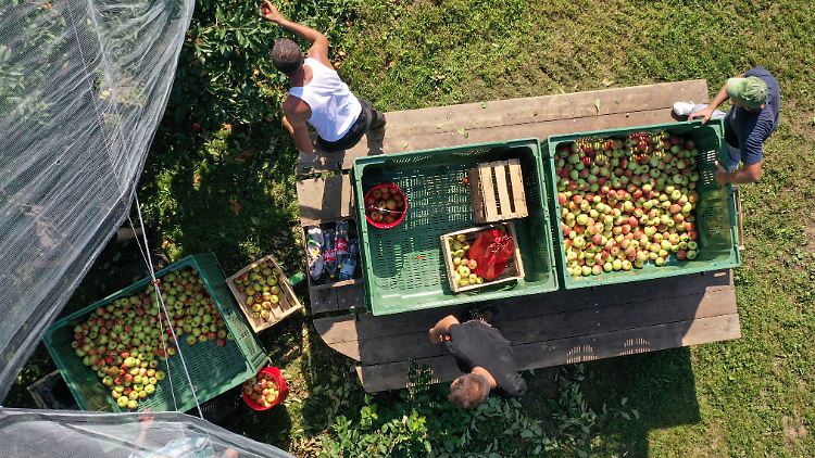 Aufgrund verschärfter Vorschriften müssen Landwirte bei der Apfelernte unter erschwerten Bedingungen arbeiten.