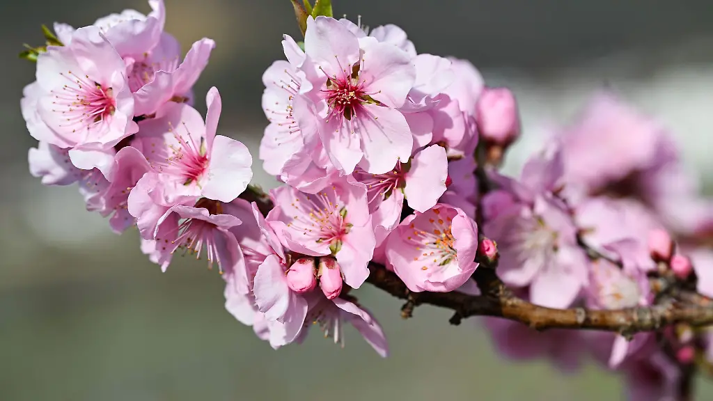 Viel-Sonne-und-teilweise-mehr-als-20-Grad-sind-fuer-Rheinland-Pfalz-und-das-Saarland-vorhergesagt