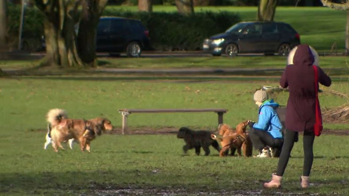 Hunderegeln.JPG