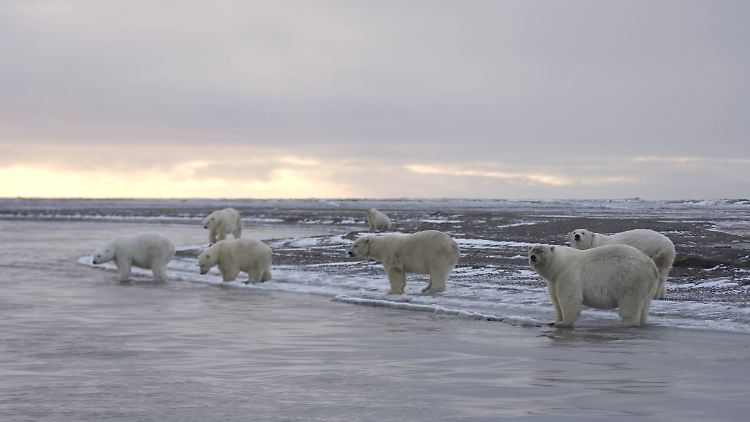 Das US-Innenministerium wurde beauftragt, die Rahmenbedingungen für Bohrmöglichkeiten in Alaska festzulegen.