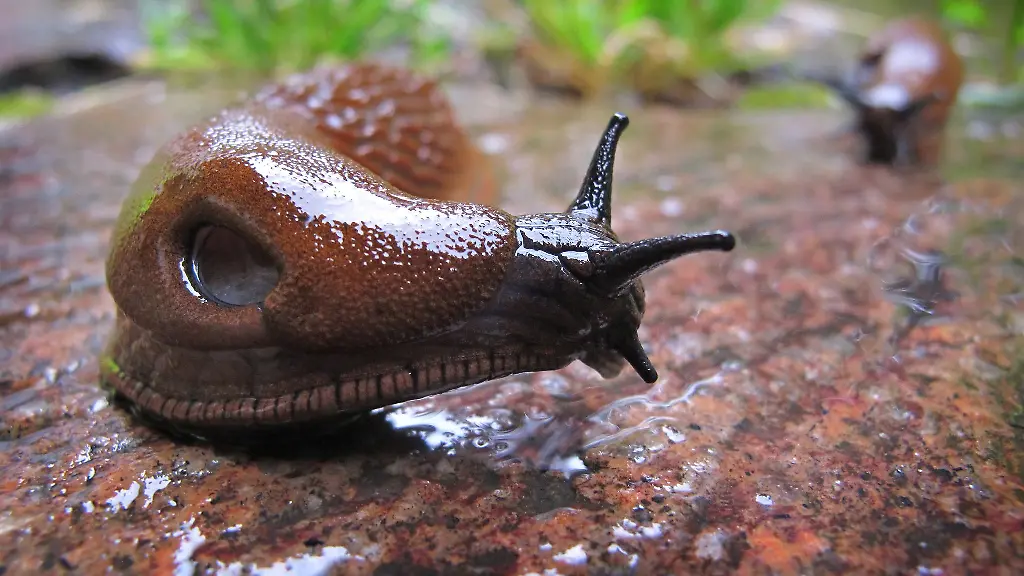 Die-anhaltende-Trockenheit-hat-Nacktschnecken-zu-schaffen-gemacht