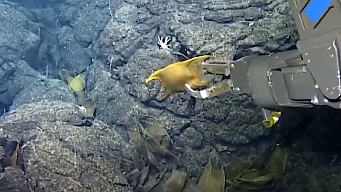 Tierarten Tiefsee Galapagos.JPG
