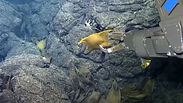 Tierarten Tiefsee Galapagos.JPG