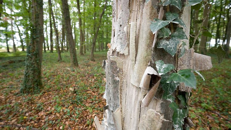 Geschädigte Bäume müssen im Sinne einer nachhaltigen Waldwirtschaft stehen bleiben.