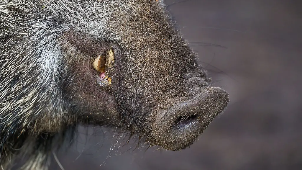 Im-Landeshaushalt-sind-fuer-das-laufende-und-das-kommende-Jahr-jeweils-1-35-Millionen-Euro-eingestellt-fuer-die-Praemie-zur-Reduktion-der-Schwarzwildbestaende