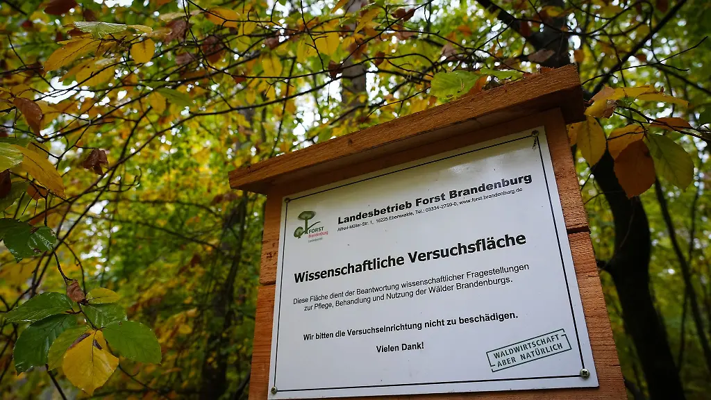 Brandenburgs-Umweltministerin-Hanka-Mittelstaedt-SPD-will-mit-einem-geaenderten-Landesjagdgesetz-den-Waldumbau-voranbringen-Archivbild