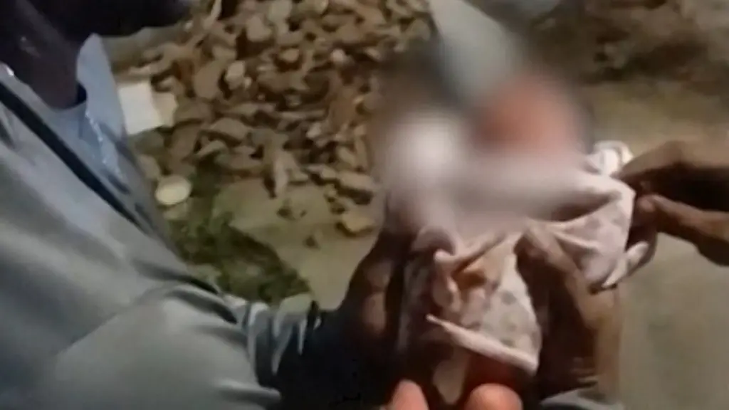 AFP-20250402-38QV9G2-v1-Preview-BrazilBaby