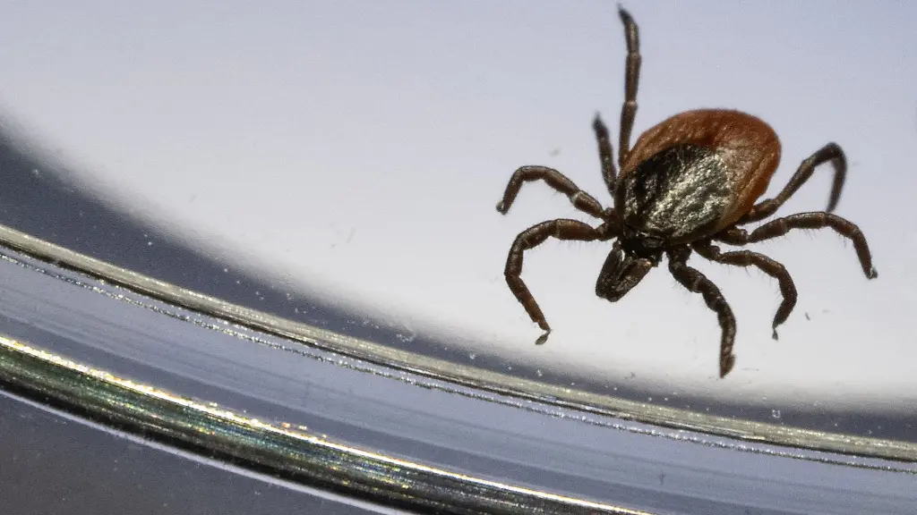 Zecken-koennen-gefaehrliche-Krankheiten-uebertragen