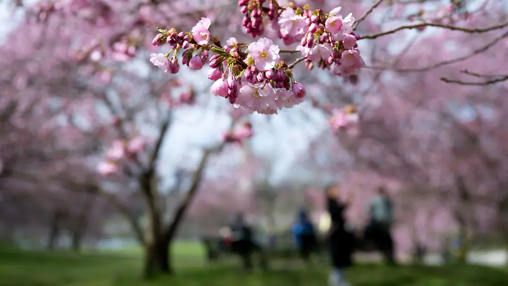Im-Sonnenschein-lassen-sich-die-Blueten-in-den-Parkanlagen-Bayerns-besonders-gut-fotografieren