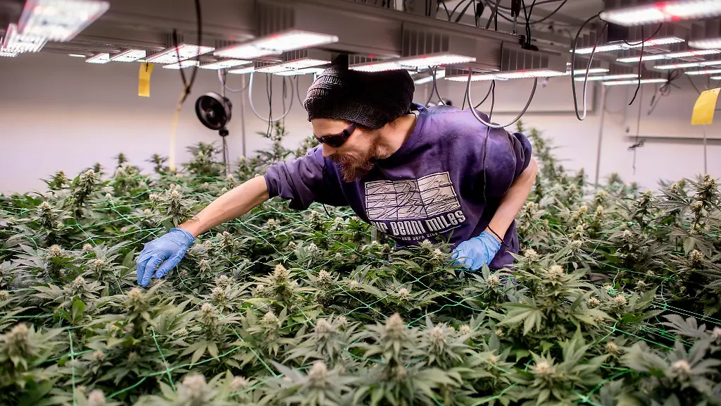 Der-Cannabis-Social-Club-CSC-Ganderkesee-hat-eine-Warteliste-mit-1-600-Interessenten