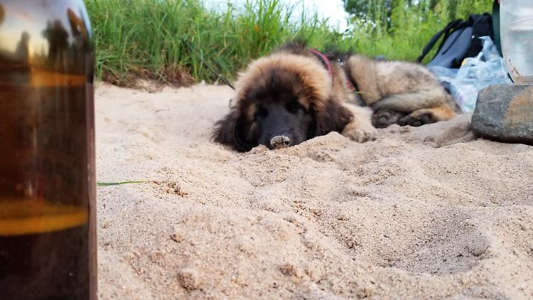 Trinkt zwar kein Bier, döst aber genauso gerne am Elbstrand wie sein Herrchen: Ivo.