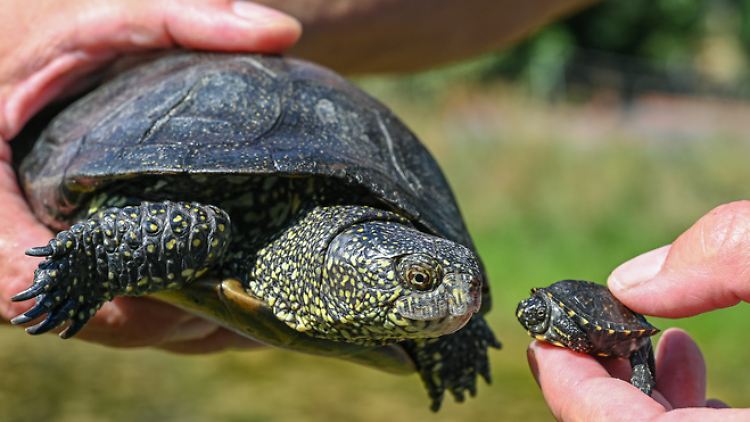 Eine über 30 Jahre alte Europäische Sumpfschildkröte (Emys orbicularis) und ein wenige Wochen altes Jungtier in der Brandenburger Naturschutzstation Rhinluch,