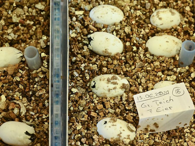 Eier der Europäischen Sumpfschildkröte in einer Brutanlage der Naturschutzstation Rhinluch.