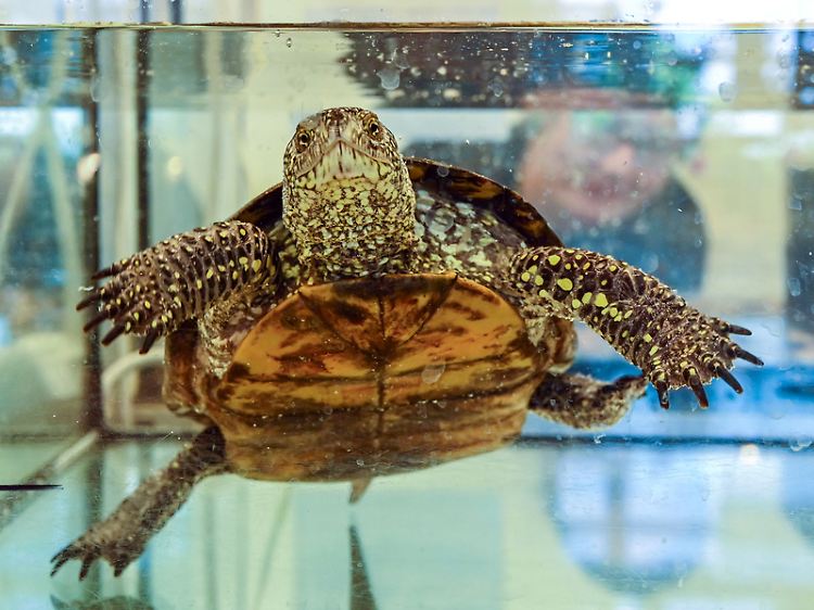 Die Tiere in der Natur zu beobachten ist für Laien nahezu unmöglich - im Aquarium natürlich viel leichter.