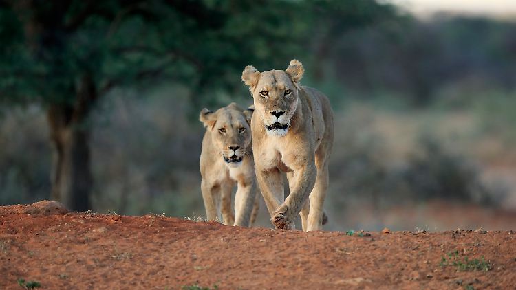 Warum die Löwinnen den 69-Jährigen angriffen, ist noch unklar. (Symbolbild)