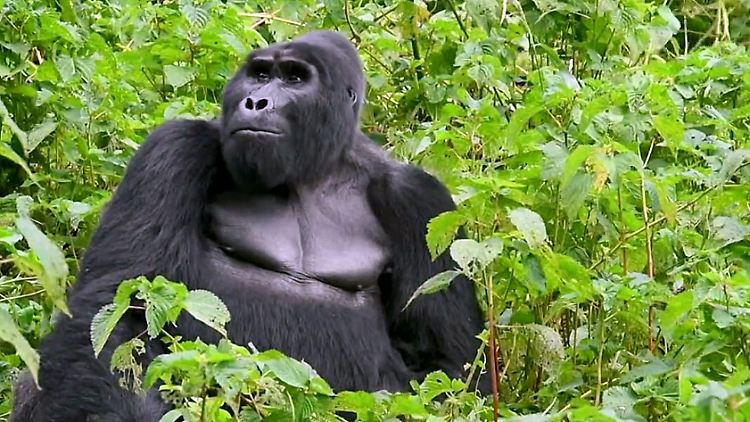 gorillas-uganda.jpg
