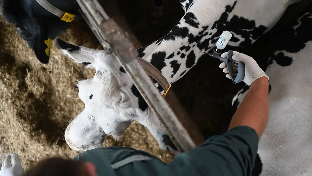 Bis-Mitte-Maerz-sind-in-Sachsen-Anhalt-bereits-350-Infektionen-mit-dem-BTV-3-Virus-aufgetreten