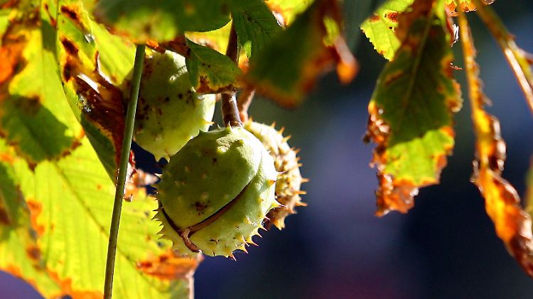 Kommt der Sommer noch einmal wieder? - Betrachtet man den Verlauf der nächsten Woche, dann ist dies gar nicht unwahrscheinlich.