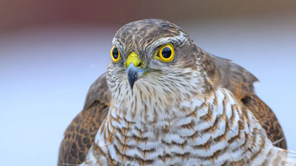 Aeusserliche-Merkmale-zeigen-laut-Polizei-auf-die-Gifteinnahme