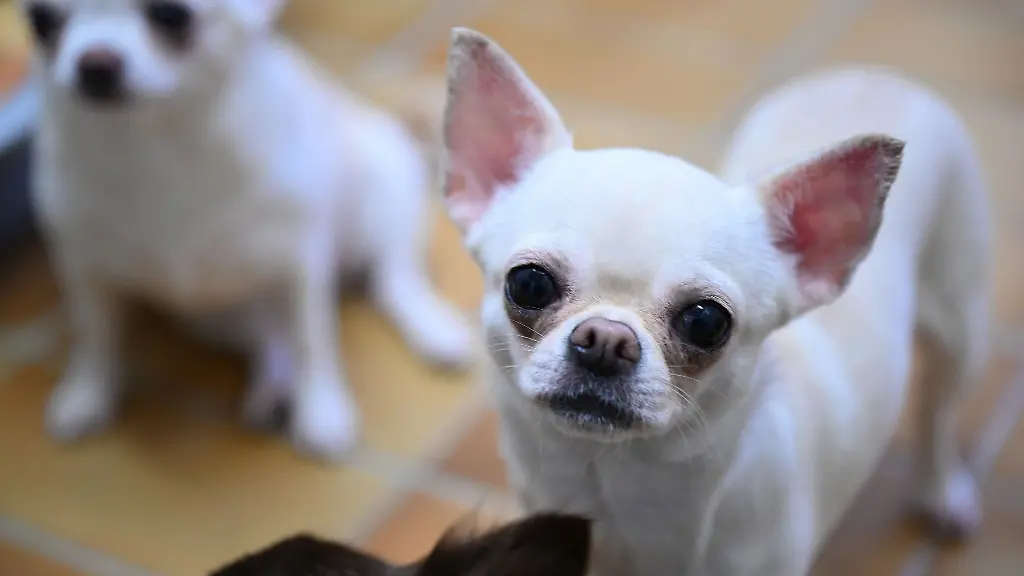 Der-Chihuahua-konnte-nur-noch-tot-nach-Hause-gebracht-werden