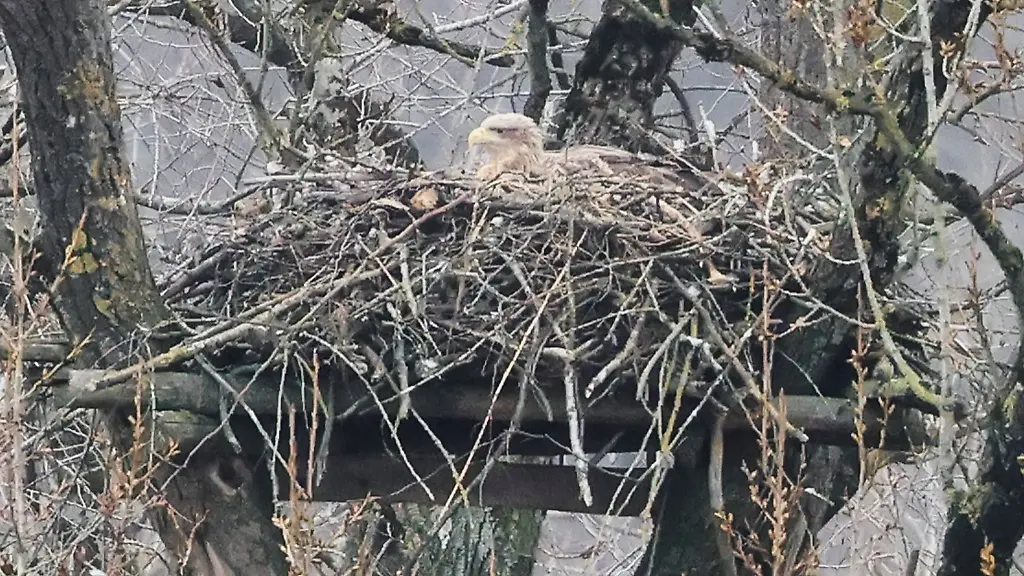 Die-Seeadler-in-Schleswig-Holstein-brueten-wieder