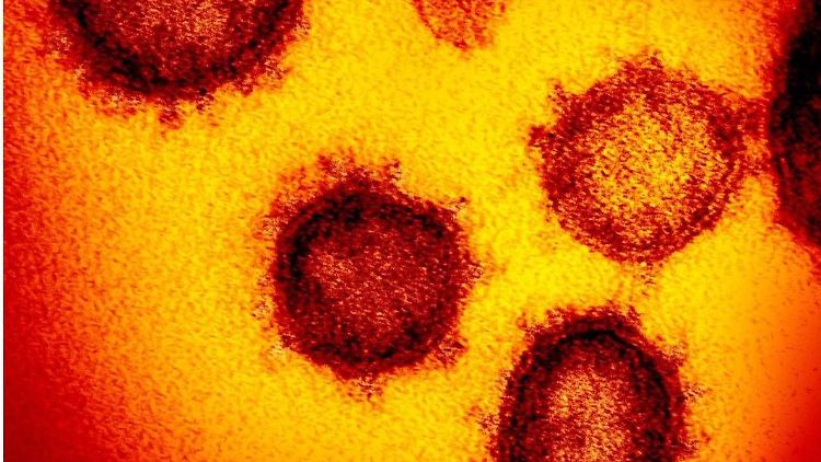 Das Sars-CoV-2-Virus befällt Zellen und nutzt deren Kommunikationswege, um sich zu vermehren.