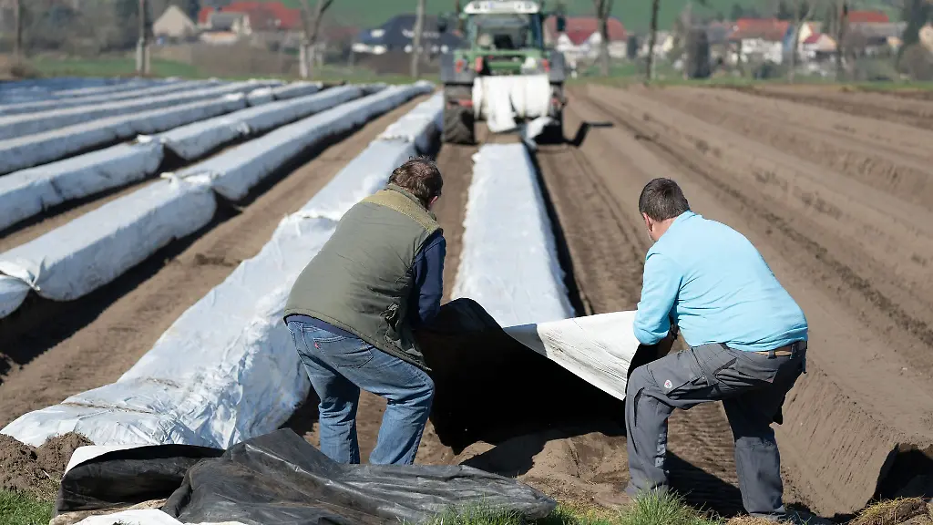 In-Sachsen-steht-der-Start-der-Spargelsaison-bevor