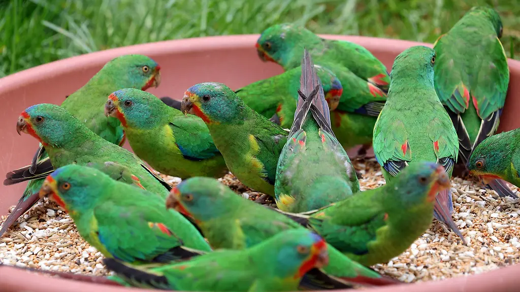 Die-Wiedereroeffnung-des-Vogelparks-ist-geglueckt