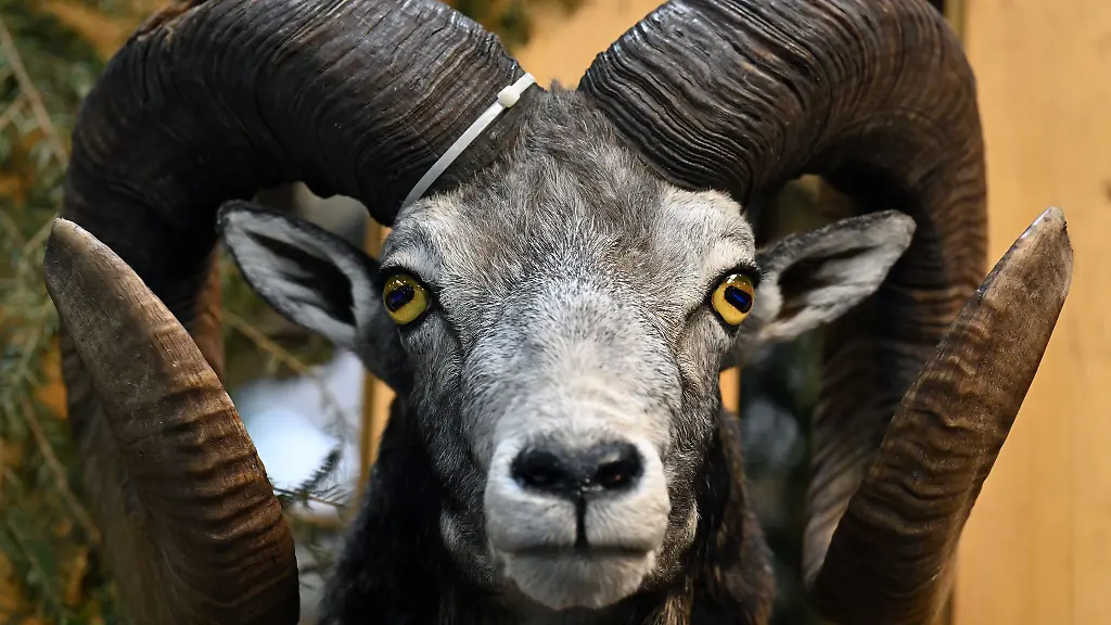 Zu-der-Freizeit-und-Jagdmesse-werden-rund-30-000-Besucher-erwartet