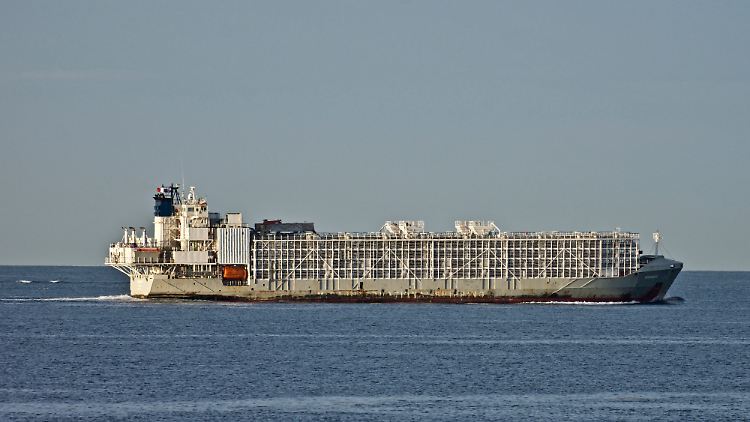 Die "Gulf Livestock 1" ist rund 134 Meter lang und fuhr unter panamaischer Flagge.
