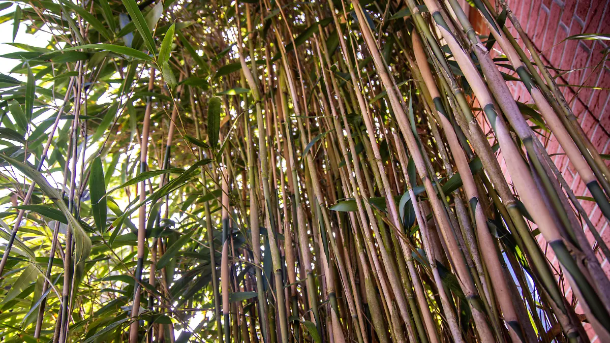 cactus mexicano Cactus Mexicanos, Blush main image 0