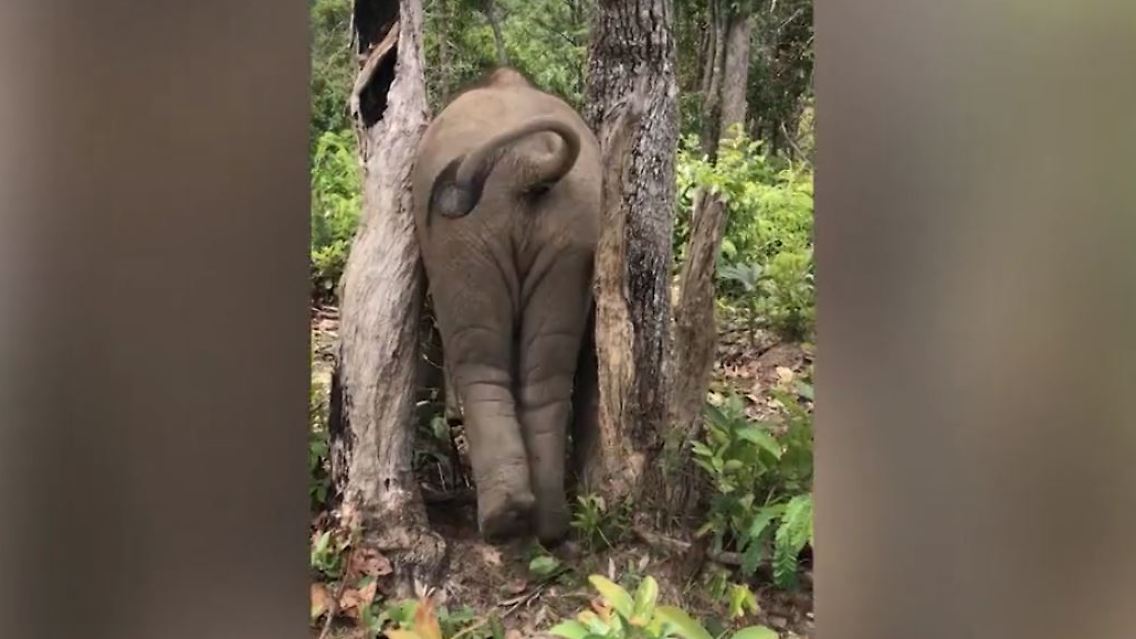 Elefant 1.JPG