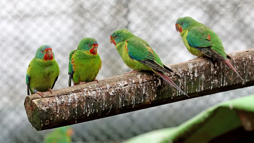 In-der-neuen-Artenschutz-Anlage-des-Vogelparks-Marlow-leben-unter-anderem-Schwalbensittiche-Lathamus-discolor